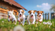 A group of Jack Russell Terrier dogs happily run for a race on the spring grass with dandelions, in nature, against the backdrop of country houses on a clear sunny day. Puppy Day