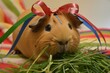 guinea pig with a ribbon on its head nibbling grass