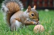 squirrel on grass nibbling on walnut shell
