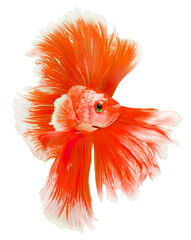 Wall Mural - Red Halfmoon Betta splendens or siamese fighting fish isolated on white background, With png file.