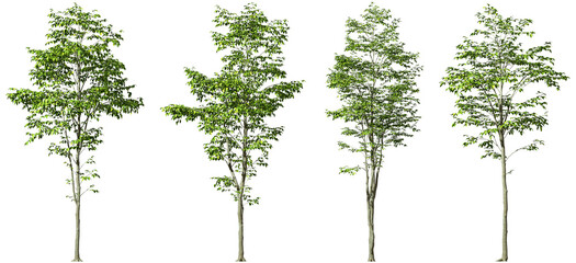 Wall Mural - Green trees forms for landscape clipart on transparent backgrounds 3d render png