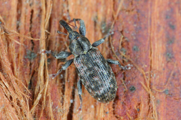 Wall Mural - Dorytomus taeniatus A weevil of the family Curculionidae trophically associated with willows (Salix).