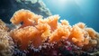 A great view of natural sea sponges