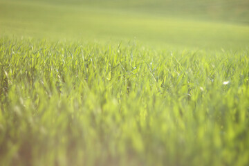 Wall Mural - Young wheat field in springtime