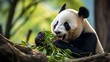 Hungry giant panda bear eating bamboo at Chengdu, China