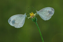 Close-up Profile Of Two Butterflies On A Flower Bud, Indonesia