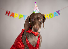 Portrait Of A German Shorthaired Pointer Wearing A Party Hat In Front Of A Happy Birthday Banner