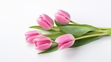 Fototapeta Tulipany - Pink tulips on white background