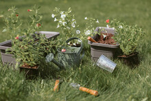 Close-up Of White Trailing Petunias (calibrachoa), Watering Can, Plant Pots And Gardening Equipment On A Lawn Ready For Repotting, Belarus