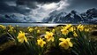 Spring field of yellow buttercup flowers with storm aproaching over distant mountains, Myrland, Flakstadøy, Lofoten Islands, Norway