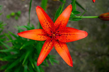 Wall Mural - orange tiger lily