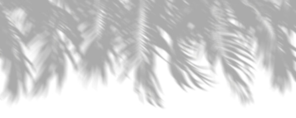 Wall Mural - shadow shade palm leaves moving in scenery clipart on transparent backgrounds 3d render png