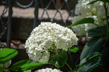 Wall Mural - white flower in the garden