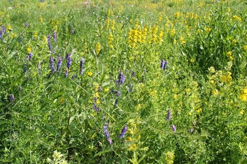 Close-up of wildflowers on a green spring summer meadow. Natural floral landscape field. Flower bloom on a country garden. blooming flowers in a park