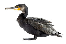 Cormorant Isolated On Transparent Background