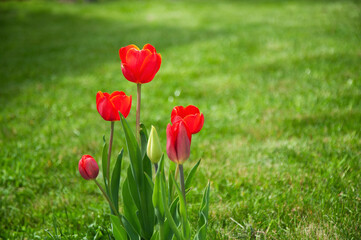 Red tulips on a background of green grass in the garden