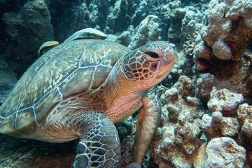 Wall Mural - Green sea turtle resting in the coral reef. Common remora (sucker fish) on the turtle back shell.