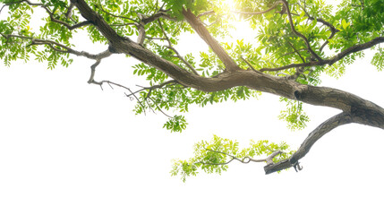 tree branch  isolated on transparent and white background.PNG image