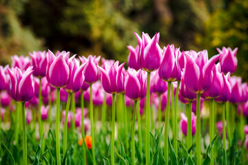 Wall Mural - pink tulip flowers in morning light. beautiful urban nature scene in spring