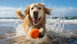 A Golden Retriever dog joyfully chasing a ball in the ocean on the beach