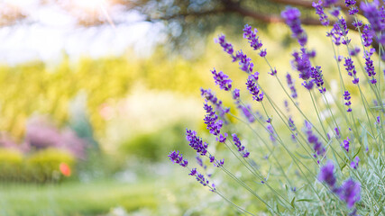 Poster - Beautiful landscape of lavender fields at sunset