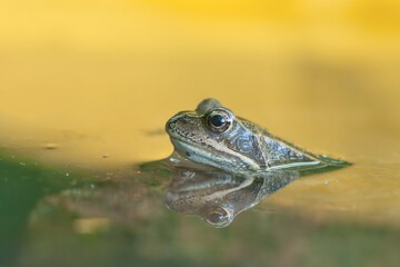 Wall Mural - A european common brown frog sits in the water. Rana temporaria