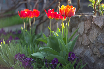 Wall Mural - Red tulips and purple irises in the spring garden