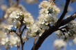 Plum tree branch in bloom in the spring garden