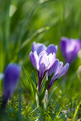 Wall Mural - lilac spring crocus (Crocus Vernus Vernus)
