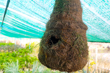 bird nest  hanging 