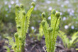 Young fern in the spring garden