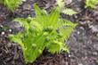 Young fern in the spring garden