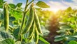 unripe green pods of soybeans on the stems of plants growing in an agricultural field in the rays of the dawn sun background banner selective focus