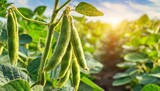 Fototapeta  - unripe green pods of soybeans on the stems of plants growing in an agricultural field in the rays of the dawn sun background banner selective focus