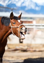 Wall Mural - Funny portrait of smiling horse with unreal white teeth, with copy space.