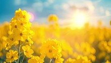 Yellow Bright Rapeseed Field In Blue Sky. Rapeseed Field, Blooming Canola Flowers Close Up. Rape On The Field In Summer. Bright Yellow Rapeseed Oil. Flowering Rapeseed In The Spring 4k Video Beauty