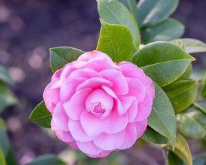 Wall Mural - Camellia Japonica Nuccios Cameo flower grown in a garden in Madrid