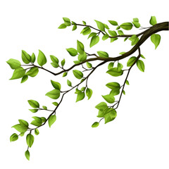 Wall Mural - beautiful tree branch with green leaves isolated on transparent background, png 