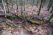 © Denis - Autumn forest with fallen trees.