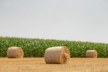 Wall Mural - Rolled of barley hay on slope or hilly farmland, Harvested straw bales, Livestock in the farm in summer, To keep to feed animals in the farm in winter, Countryside agriculture in Limburg, Netherlands.