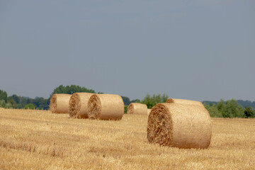 Wall Mural - Rolled of barley hay on slope or hilly farmland, Harvested straw bales, Livestock in the farm in summer, To keep to feed animals in the farm in winter, Countryside agriculture in Limburg, Netherlands.