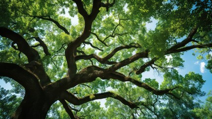 Wall Mural - wood carolina oak