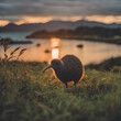Nationaltier Neuseeland bei Sonnenuntergang