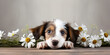 A cute puppy peeks out behind a wooden board decorated with white daisy flowers.