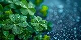 Fototapeta  - Vibrant green shamrocks symbolizing luck and St Patricks Day celebration. Concept St, Patrick's Day, Green Shamrocks, Celebration, Luck, Festive Symbols