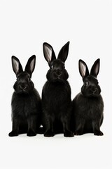 Sticker - Three black rabbits sitting next to each other. Suitable for various animal-related designs