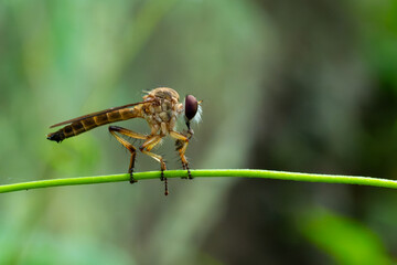Wall Mural - Golden robber fly from the family asilidae eating small insect, perching on green vine with natural bokeh background