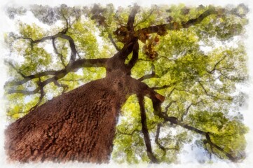 Wall Mural - Illustration of ficus tree with young green leaves and brown bark on a blue background in summer in a park