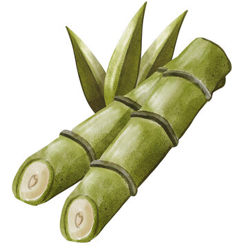 watercolor sugar cane painting clip art, ingredient illustration png