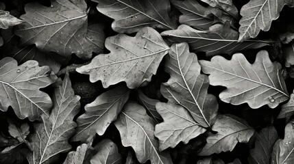 Wall Mural - tree oak leaves black and white